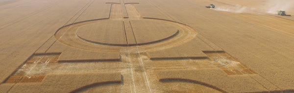 Makers Malt harvest after creating LB Distillers' Logo in one of their fields.