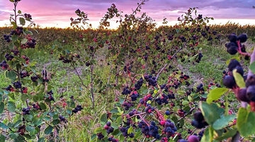 Stories from our suppliers - Prairie Berries